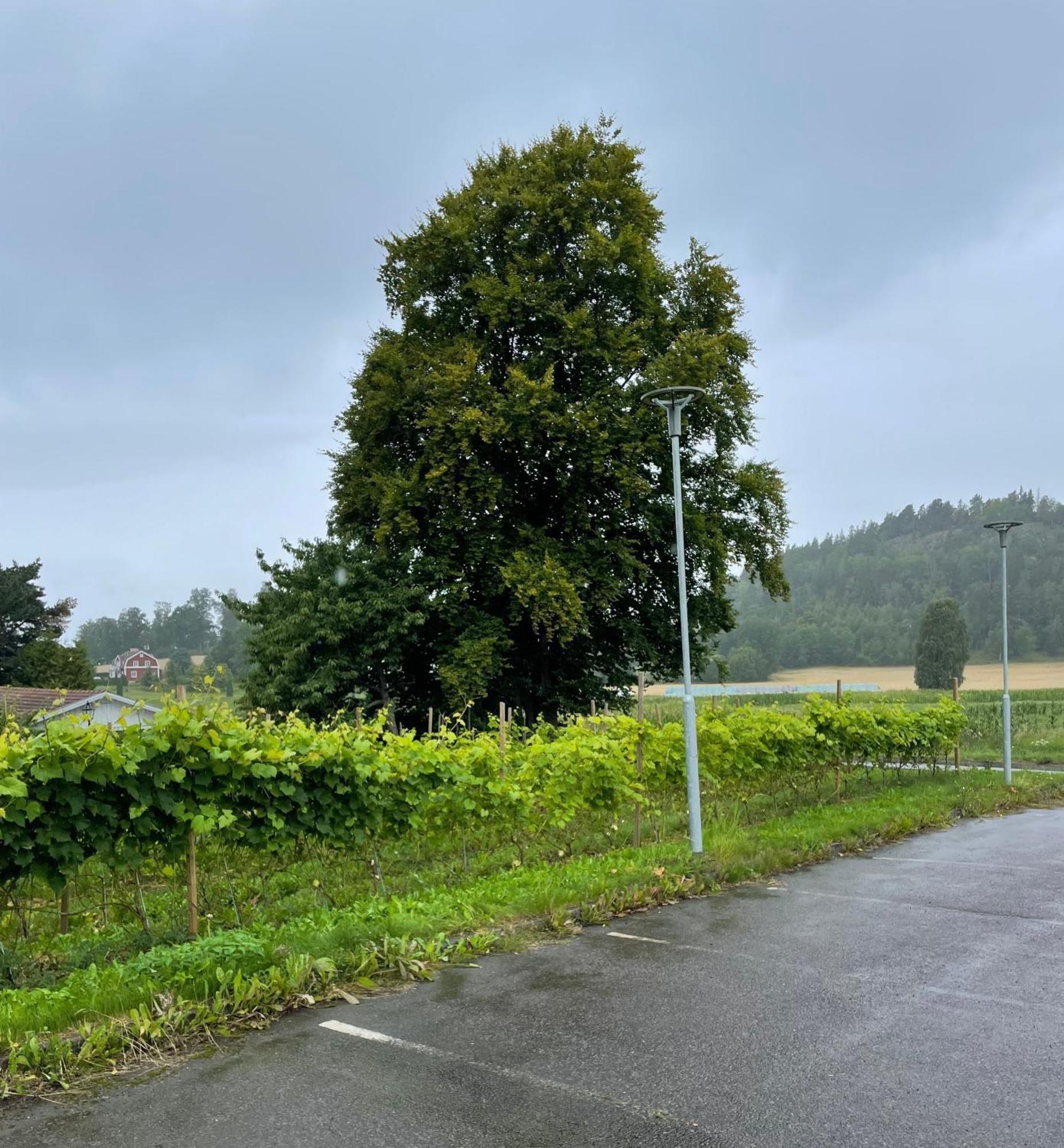 Gisebo Vingard Acomodação com café da manhã Huskvarna Exterior foto